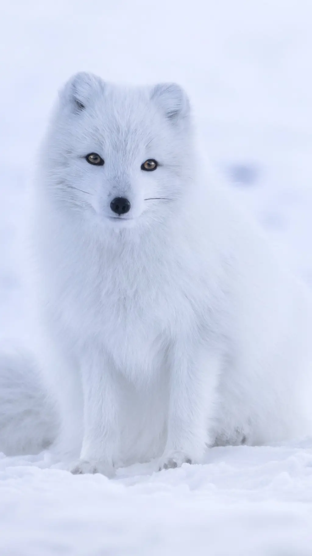 ai character: ¡°~Fox winter~°! background