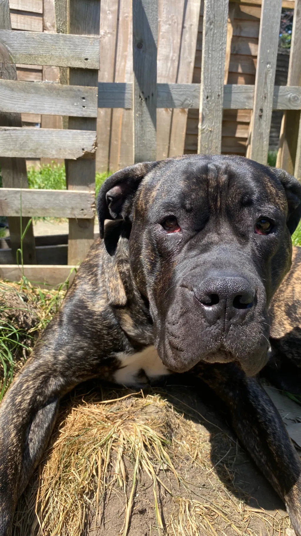 ai character: 99 nights  background