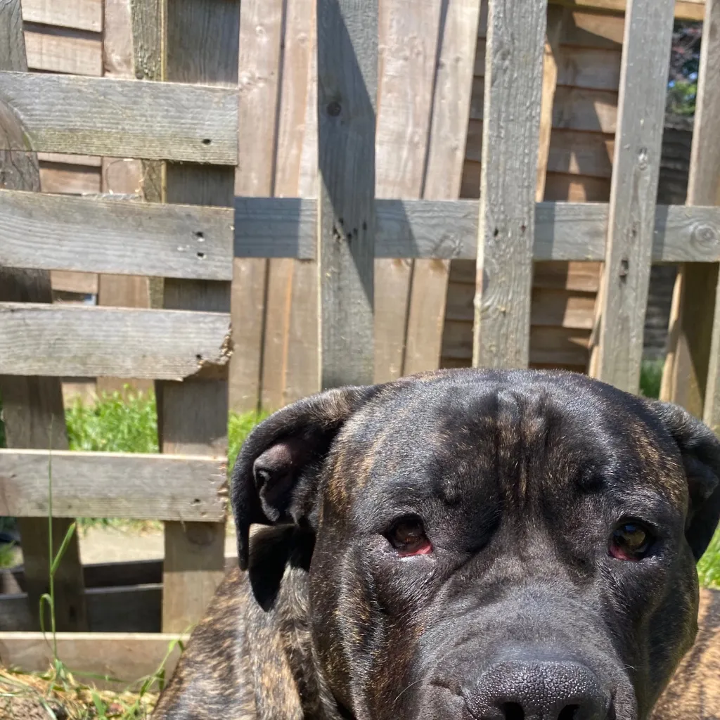 chat with ai character: 99 nights 