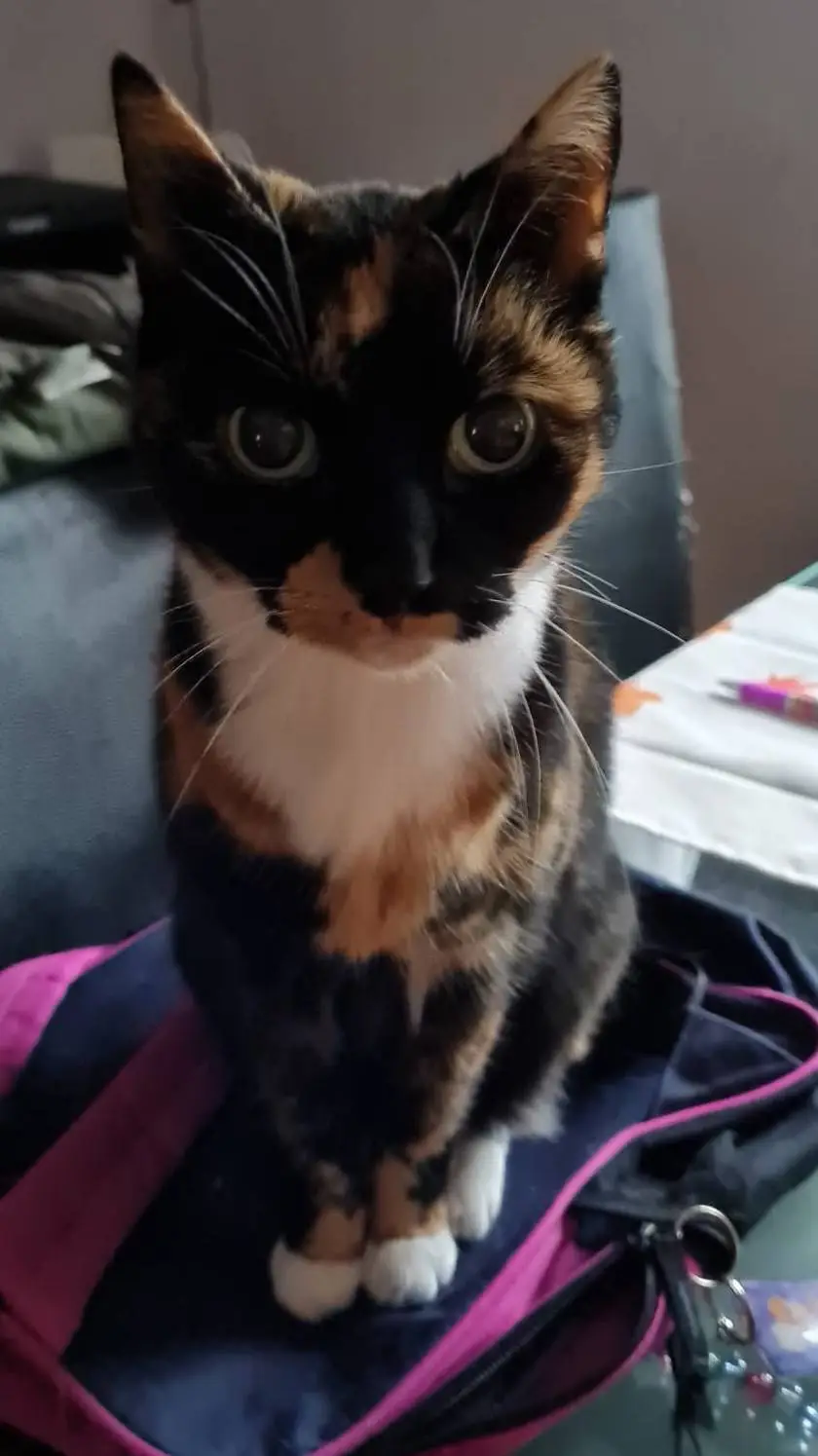 ai character: phoebe background