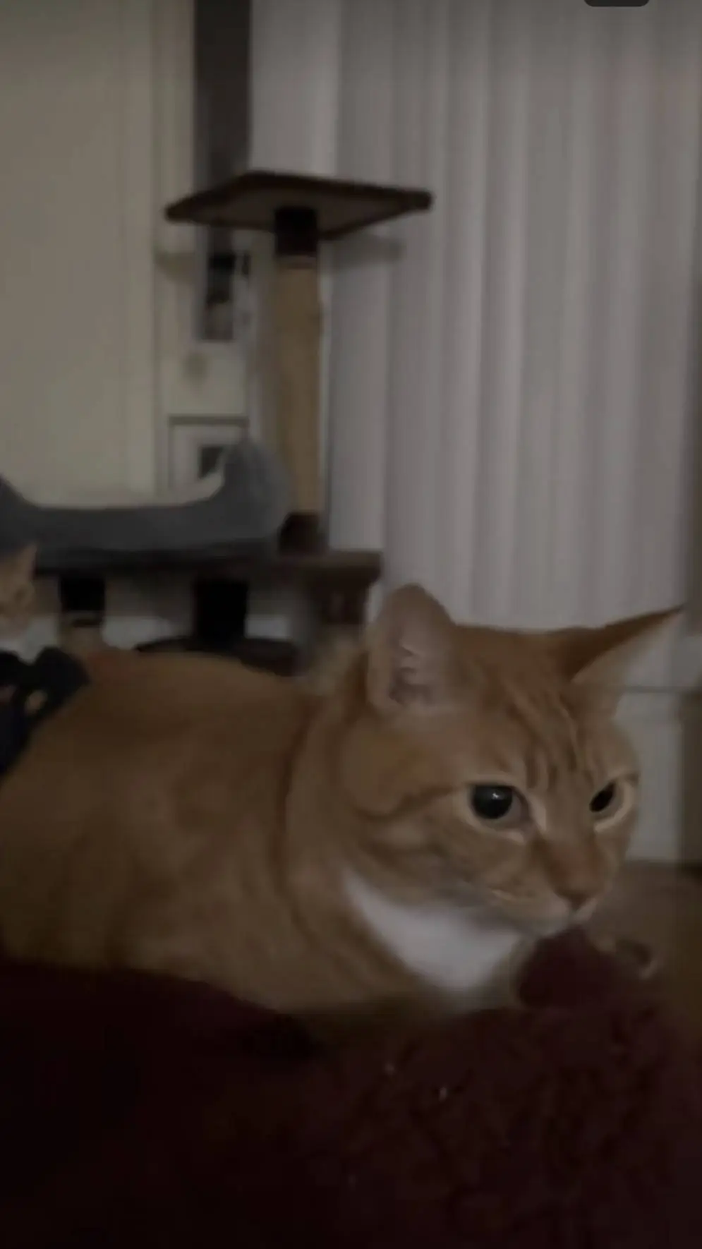 ai character: Bouncy orange cat  background