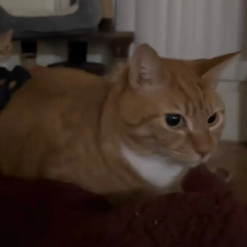 chat with ai character: Bouncy orange cat 