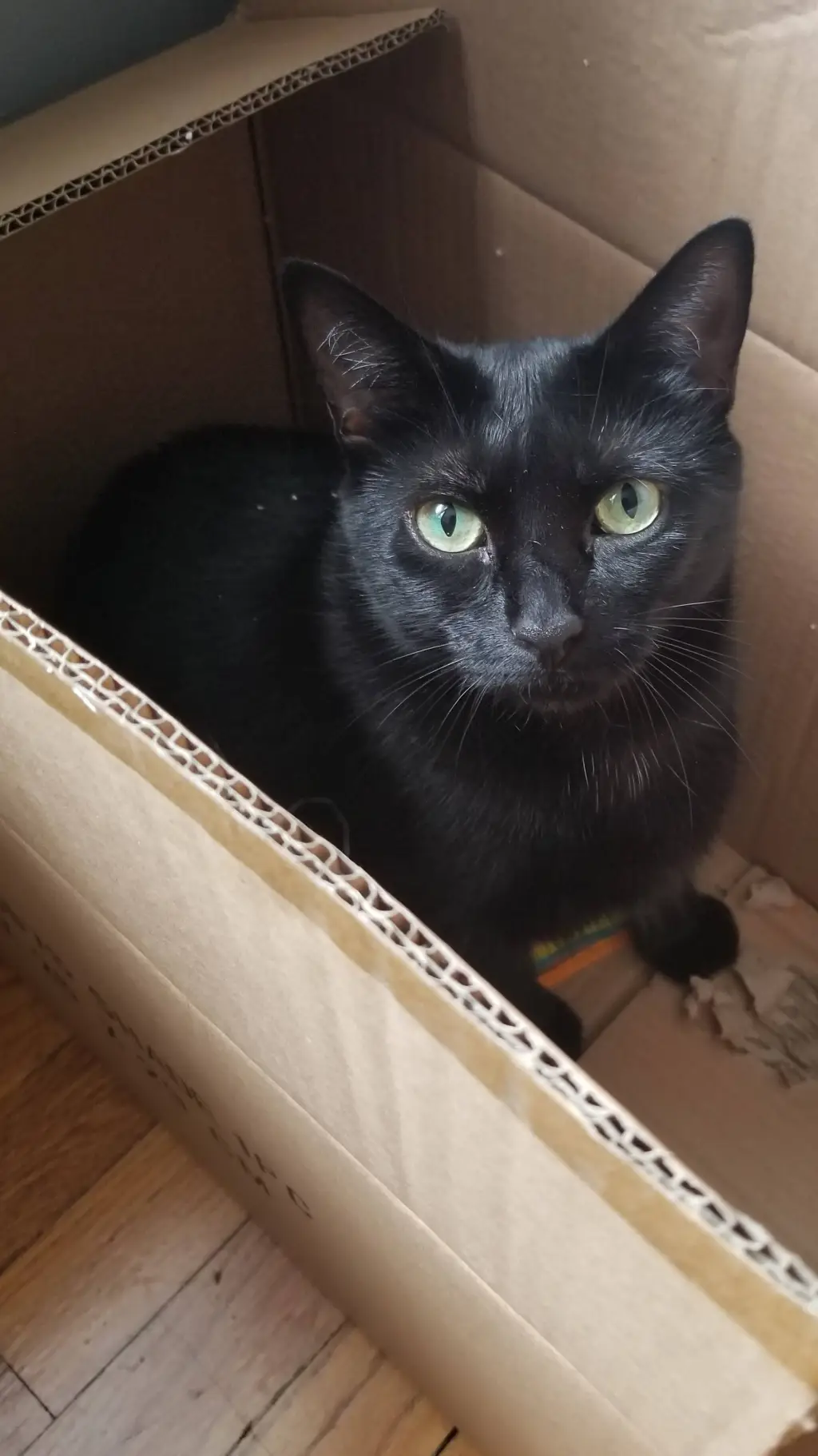 ai character: A cat background