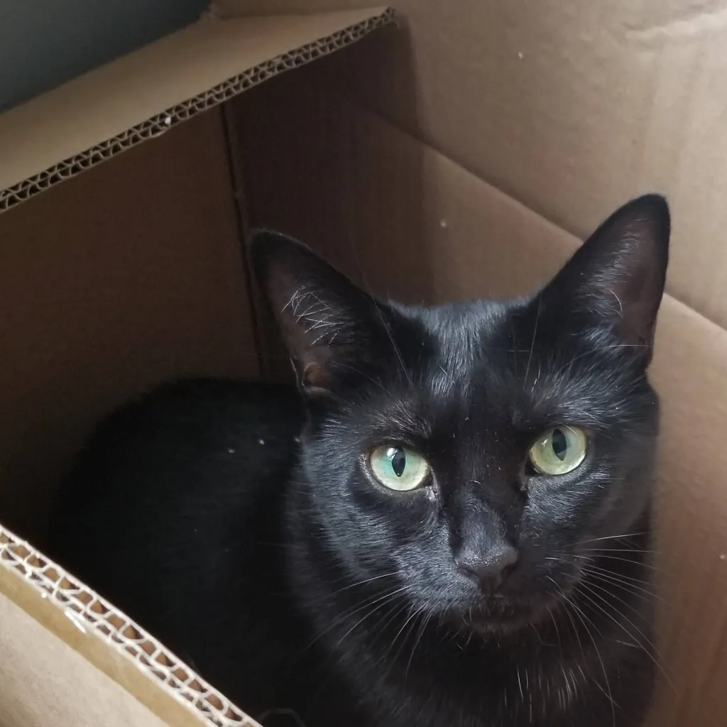 chat with ai character: A cat