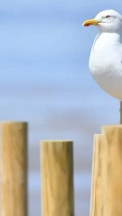 ai character: TalkieKwdyjd background