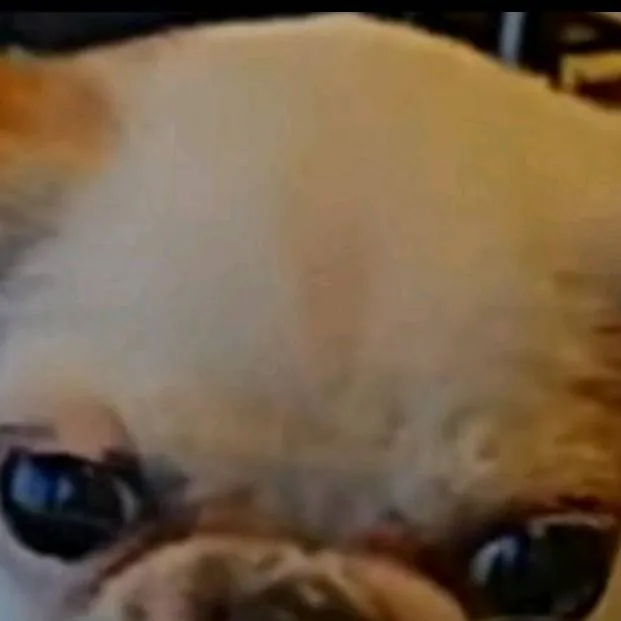 chat with ai character: pico