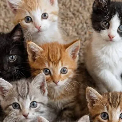 chat with ai character: buch off kittens 