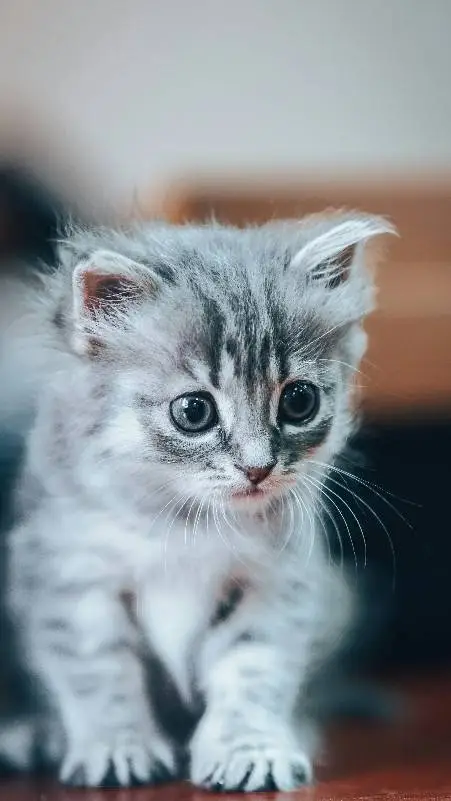 ai character: malo background