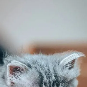 chat with ai character: malo