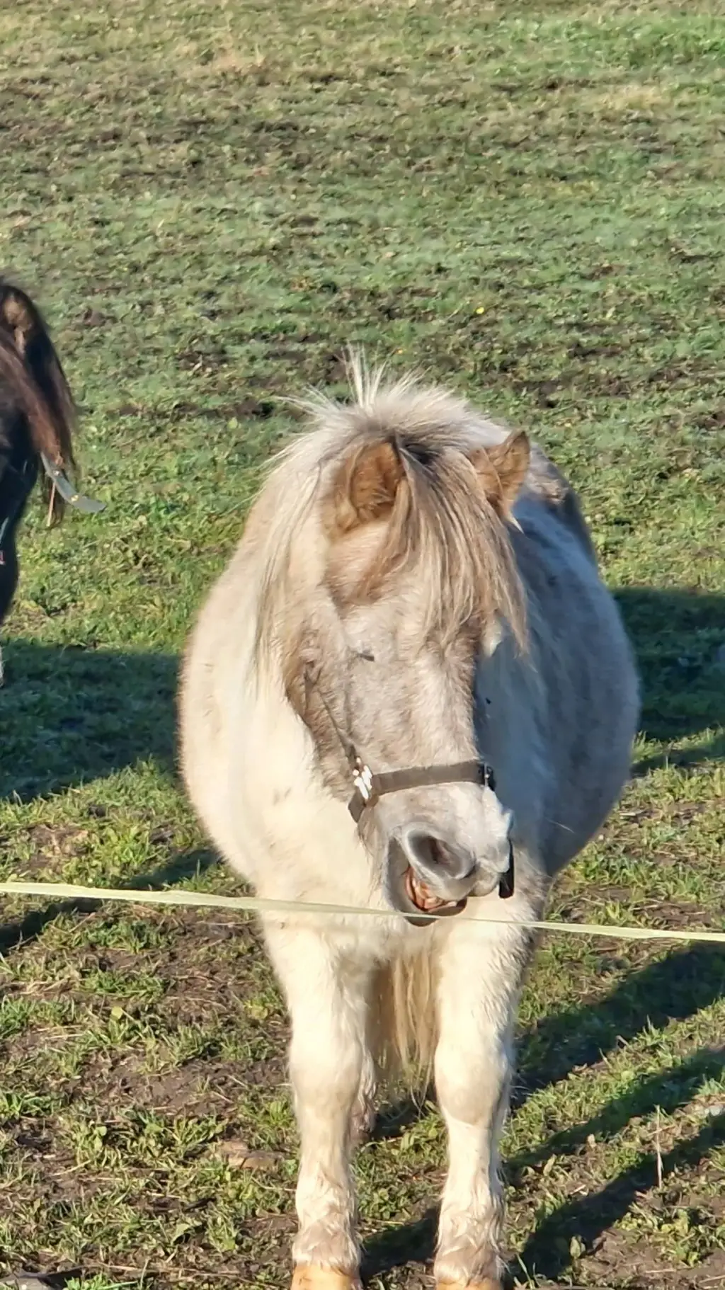 ai character: Horse background