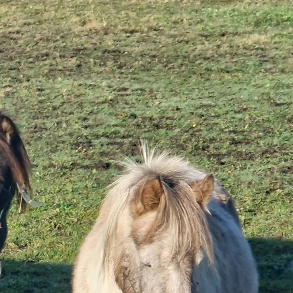 chat with ai character: Horse