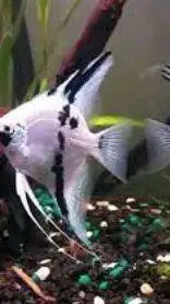 ai character: angel fish background