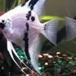 chat with ai character: angel fish