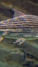 ai character: tiger fish background