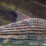 chat with ai character: tiger fish