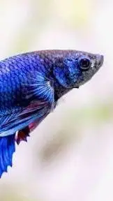 ai character: blue betta fish  background