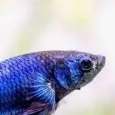 chat with ai character: blue betta fish 