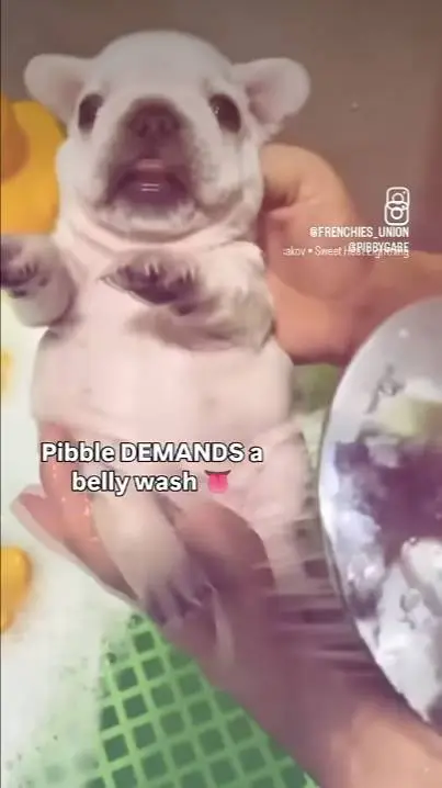 ai character: pibble  background