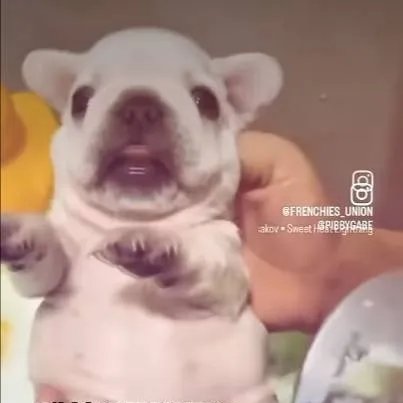 chat with ai character: pibble 
