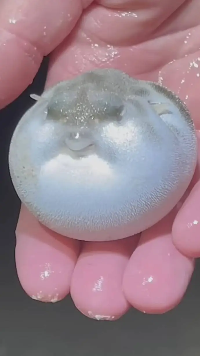 ai character: Pufferfish baby background