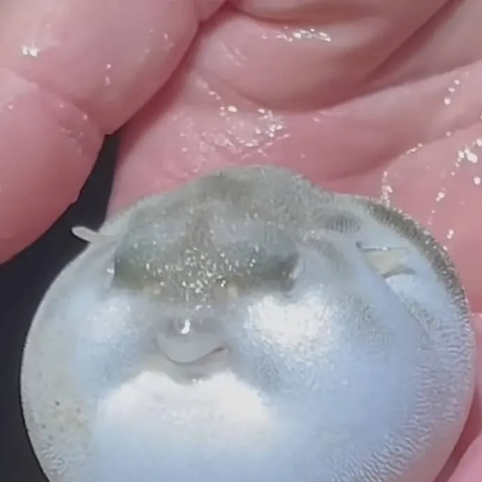 chat with ai character: Pufferfish baby