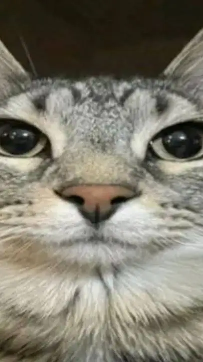 ai character: Cat background