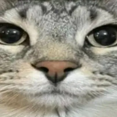 chat with ai character: Cat