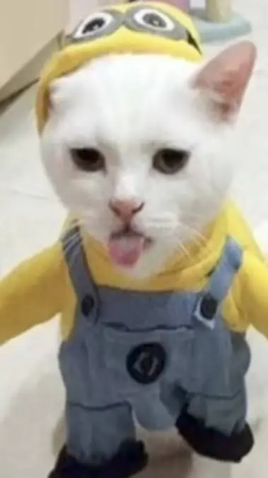ai character: silly cat background