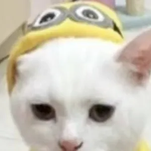 chat with ai character: silly cat