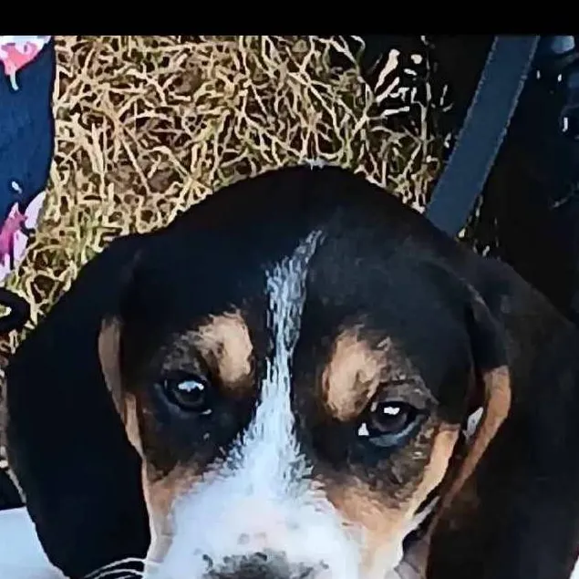 chat with ai character: max