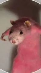 ai character: my oc's background