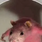 chat with ai character: my oc's