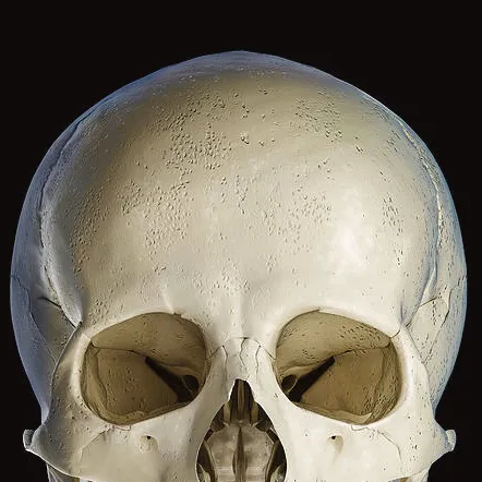 chat with ai character: Skull