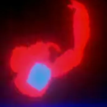 chat with ai character: Pepsi