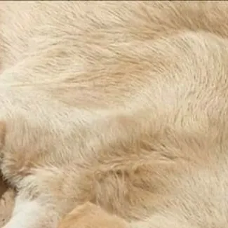 chat with ai character: mi perrita... Luna