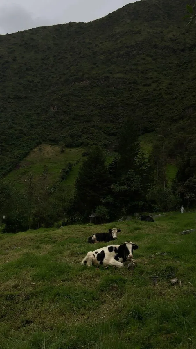 ai character: No Im not a humen  background