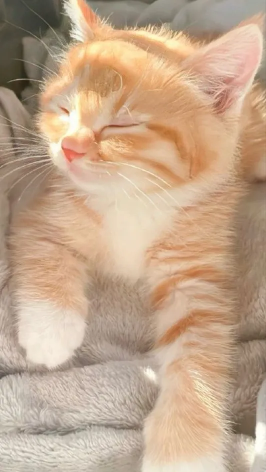 ai character: Your pet~🌸❤️ background