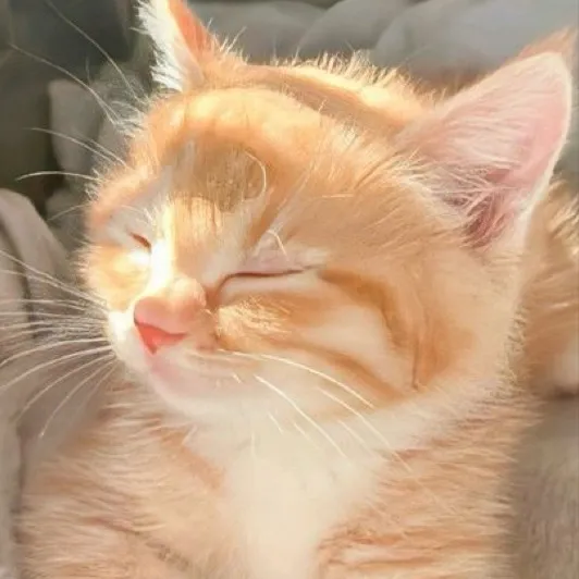 chat with ai character: Your pet~🌸❤️