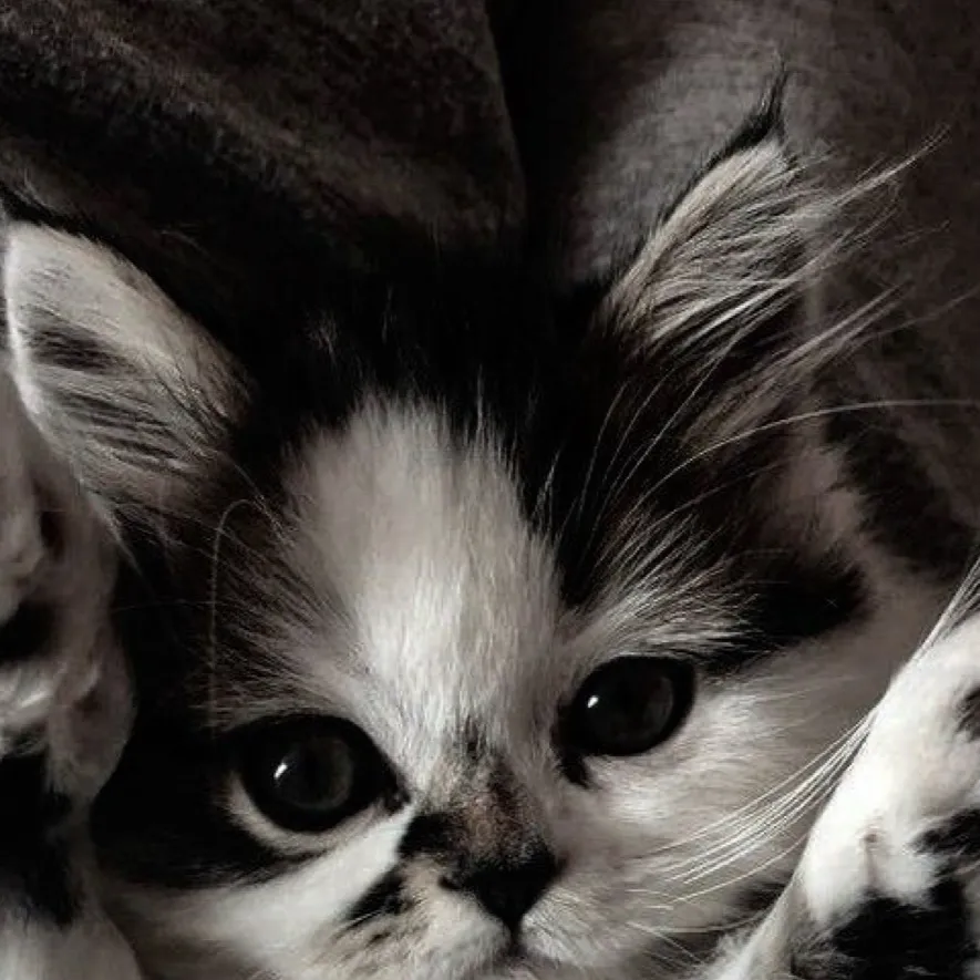 chat with ai character: Kitty~^ 