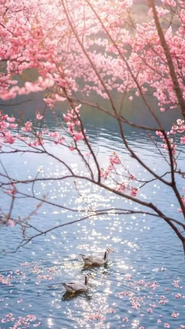 ai character: china [prt 52 🦢🌸🌺] background