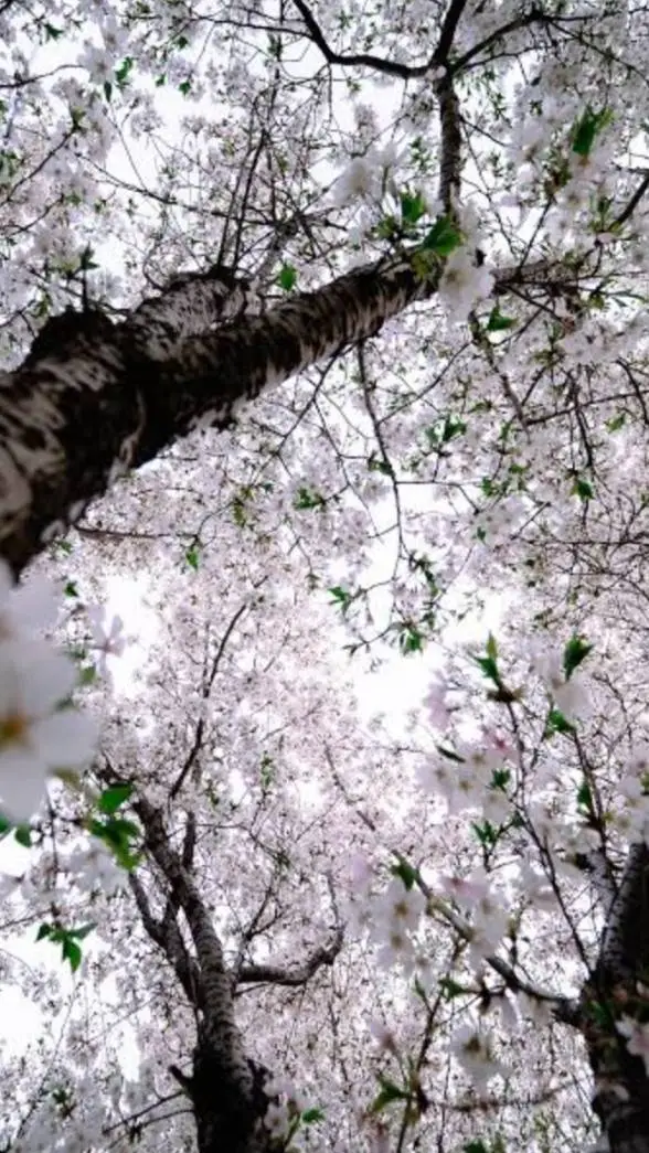 ai character: china [prt 55🤍🌼🌲] background