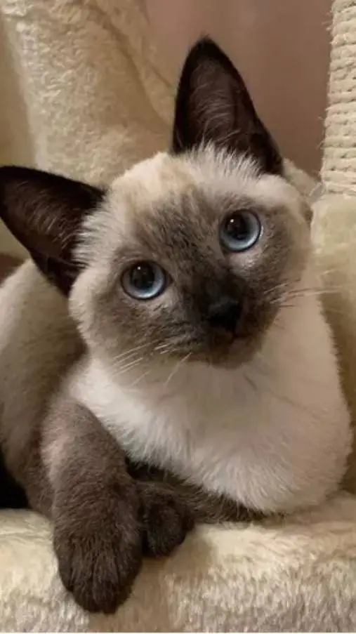 ai character: galleta background