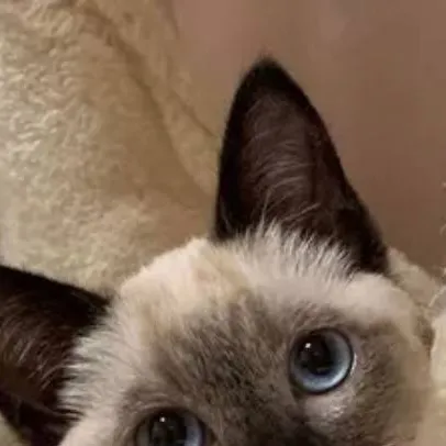 chat with ai character: galleta