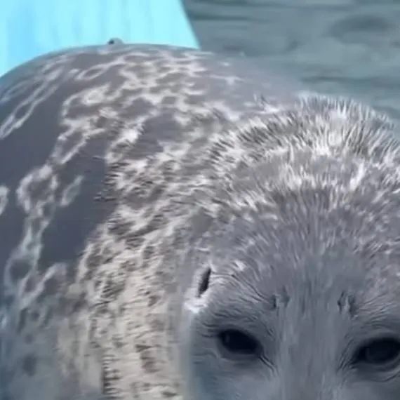 chat with ai character: Foca
