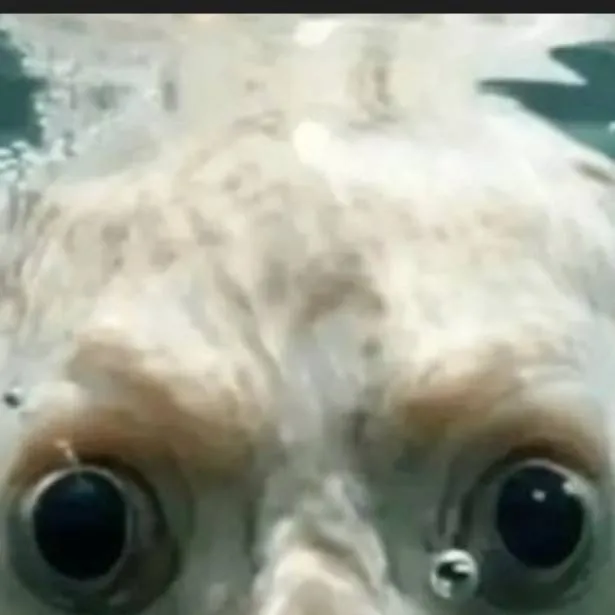 chat with ai character: Fih🥀