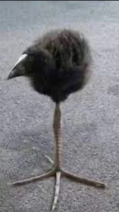 ai character: Pukeko  background