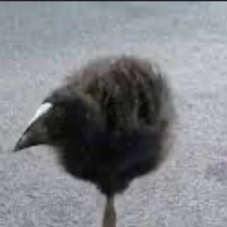 chat with ai character: Pukeko 