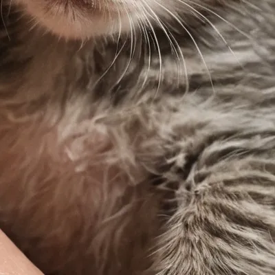 chat with ai character: 1 inch kitten 