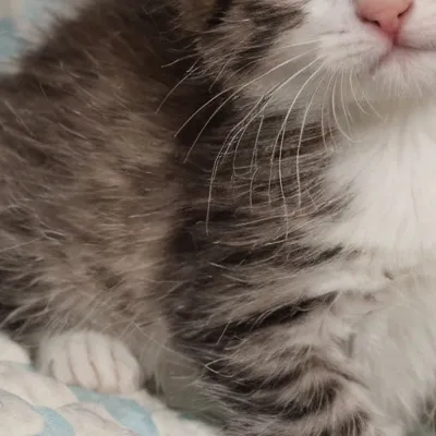 chat with ai character: Baby