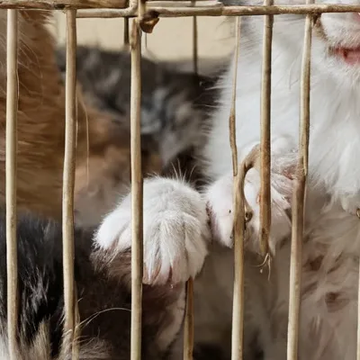 chat with ai character: Stuck kitten